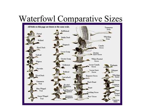 Waterfowl Comparative Sizes. Eclipse Plumage Most ducks shed body feathers 2x / year. Most drakes lose bright plumage after mating & resemble females.