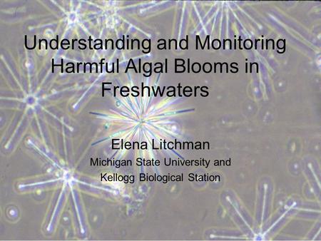 Understanding and Monitoring Harmful Algal Blooms in Freshwaters Elena Litchman Michigan State University and Kellogg Biological Station.