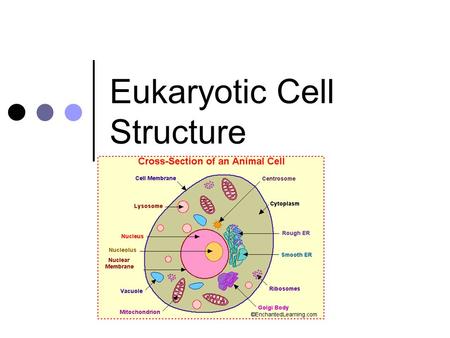 Eukaryotic Cell Structure. Eukaryotic Cells Have a nucleus Found in plants, animals, and some unicellular organisms ANIMAL CELLPLANT CELL SINGLE-CELLED.