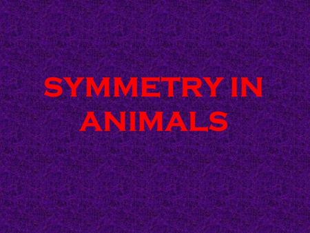 SYMMETRY IN ANIMALS. What is symmetry? Most animals have bodies that show symmetry. This means that the body can be cut into two halves that have a matching.