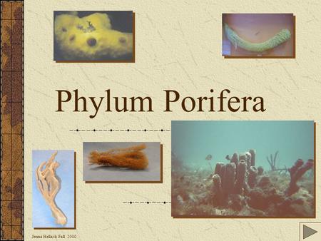 Jenna Hellack Fall 2000 Phylum Porifera Jenna Hellack Fall 2000 Contents Table of Contents General description Sponge canal system Unique characteristics.