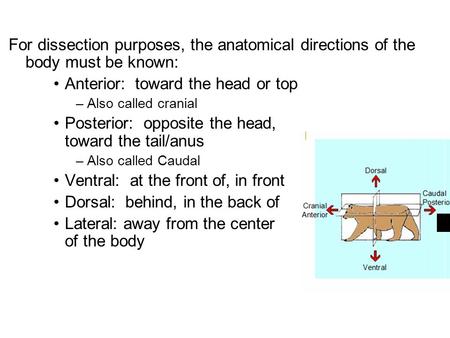 For dissection purposes, the anatomical directions of the body must be known: Anterior: toward the head or top –Also called cranial Posterior: opposite.