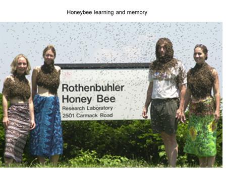 Honeybee learning and memory. Honeybee brain AL Moth AL.