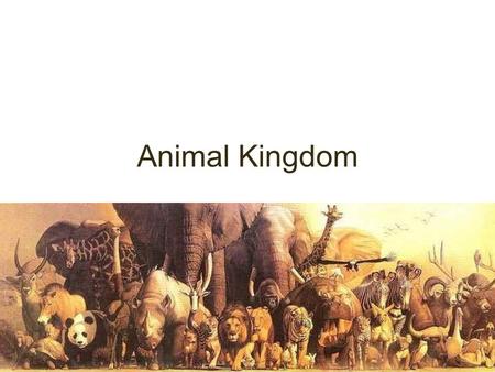 Animal Kingdom. 1.Porifera 2.Cnidaria 3.Worms 1.Platyhelminthes 2.Nematoda 3.Annelida 4.Rotifera 4.Mollusca 5.Echinodermata 6.Arthropoda 7.Chordata 1.