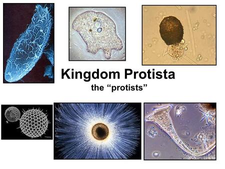 Kingdom Protista the “protists”