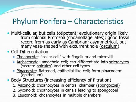 Phylum Porifera – Characteristics Multi-cellular, but cells totipotent; evolutionary origin likely from colonial Protozoa (choanoflagellates); good fossil.