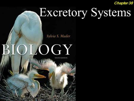 Excretory Systems Chapter 38. Excretory Systems 2Outline Body Fluid Regulation  Aquatic Animals ­Marine Bony Fish ­Freshwater Bony Fish  Terrestrial.