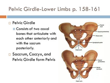 Pelvic Girdle-Lower Limbs p. 158-161  Pelvic Girdle  Consists of two coxal bones that articulate with each other anteriorly and with the sacrum posteriorly.