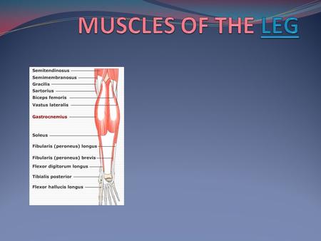 MUSCLES OF THE LEG.