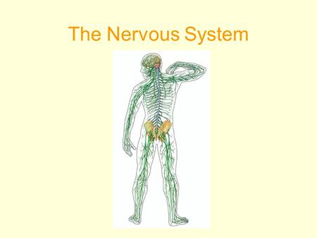 The Nervous System. The NERVOUS SYSTEM controls and coordinates functions throughout the body and responds to internal and external stimuli.