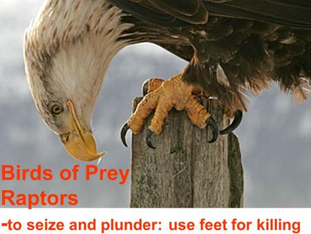 Birds of Prey Raptors - to seize and plunder: use feet for killing.