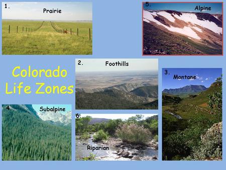 Colorado Life Zones 1. 2. 3. 4. 6. 5. Prairie Alpine Foothills Subalpine Montane Riparian.