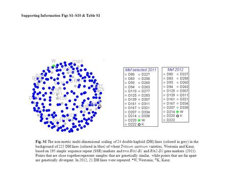 Fig. S1 The non-metric multi-dimensional scaling of 24 double haploid (DH) lines (colored in grey) in the background of 225 DH lines (colored in blue)