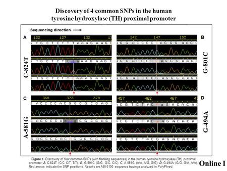 Discovery of 4 common SNPs in the human tyrosine hydroxylase (TH) proximal promoter Figure 1. Discovery of four common SNPs (with flanking sequences) in.