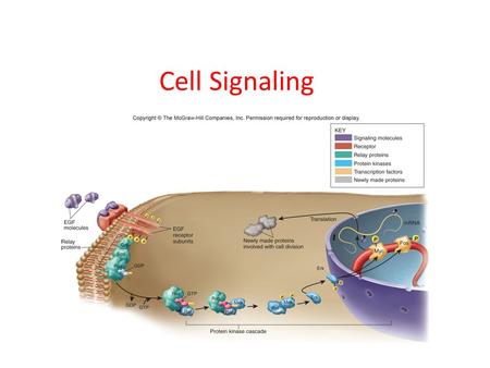 Cell Signaling. Apoptosis, which can be induced by signals from other cells, is the process by which cells do which of the following? A) Move to other.