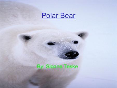 Polar Bear By: Sloane Teske. Controlling Body Temperature They use there fur to keep them warm in the winter. They are ecdothermic.