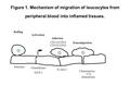 Figure 1. Mechanism of migration of leucocytes from peripheral blood into inflamed tissues. Selectins ICAM-1 CD11a/CD18 CD11b/CD18 Chemokines: MCP-1 Chemotaxins: