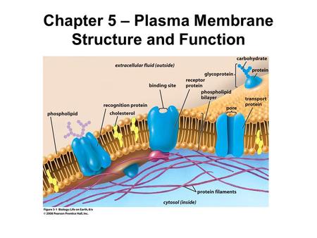 Chapter 5 – Plasma Membrane Structure and Function.