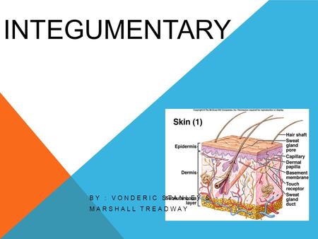 INTEGUMENTARY BY : VONDERIC STANLEY & MARSHALL TREADWAY.