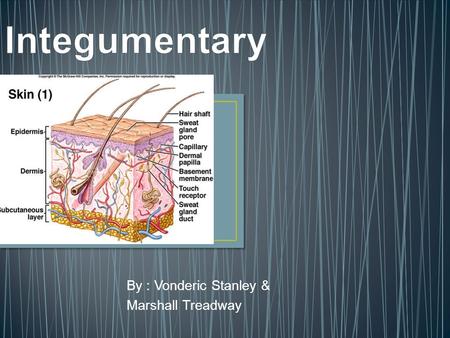 By : Vonderic Stanley & Marshall Treadway. The human skin this made of the types of skin. the epidermis; dermis; and hypodermis skin.