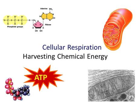 2009-2010 Cellular Respiration Harvesting Chemical Energy ATP.