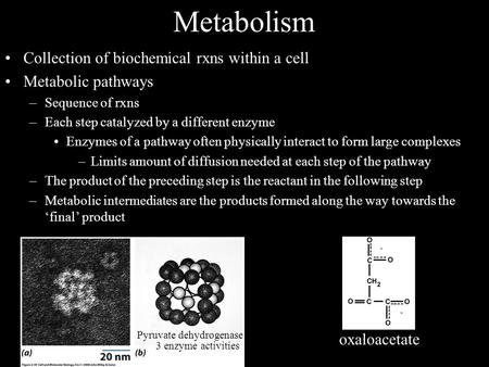 Metabolism Collection of biochemical rxns within a cell Metabolic pathways –Sequence of rxns –Each step catalyzed by a different enzyme Enzymes of a pathway.