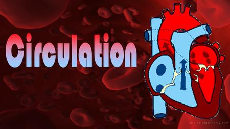 Primitive Circulation Vertebrate Circulation.