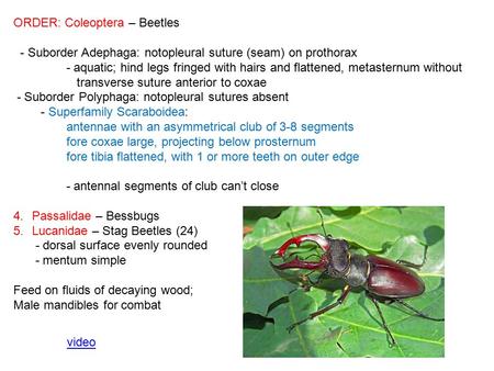 ORDER: Coleoptera – Beetles