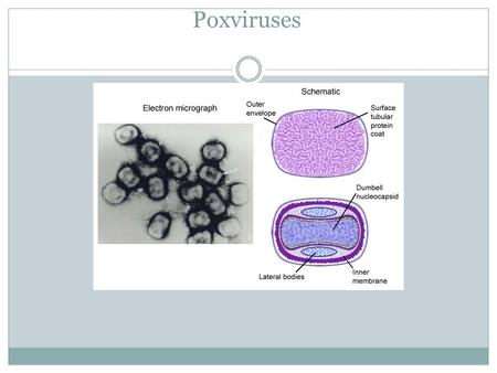 Poxviruses. Introduction largest and most complex viruses Infections: characterized by a rash there is concern that the virus could be reintroduced as.