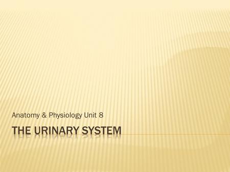 Anatomy & Physiology Unit 8. Kidneys  Organ that filters the blood and removes wastes Ureter  Tube that carries wastes from the kidney to the bladder.