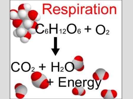 Lecture 6 Outline (Ch. 9) I.Overview of Respiration II.Redox Reactions III.Steps of Respiration IV.Cellular Respiration A. Glycolysis B. Coenzyme Junction.