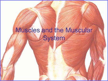 Muscles and the Muscular System. Objectives; Look at the 3 different types of muscle. Take a close look at muscle fibre. Look at the major muscles in.