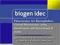 Robert Dunstan, Luke Jandreski and the Comparative Pathology Laboratory Fluorescence for fluorophobes-- Virtual fluorescence using chromagens and histochemical.