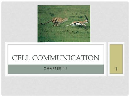 CHAPTER 11 CELL COMMUNICATION 1. WHAT YOU SHOULD KNOW: The 3 stages of cell communication: reception, transduction, and response. How G-protein-coupled.