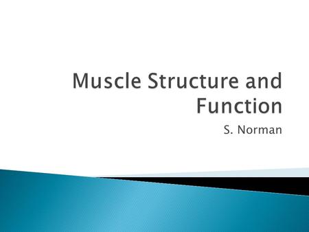 S. Norman.  Skeletal Muscle—attached to the bones of the skeletal system ◦ Voluntary muscle—contraction of skeletal muscle is a result of conscious voluntary.