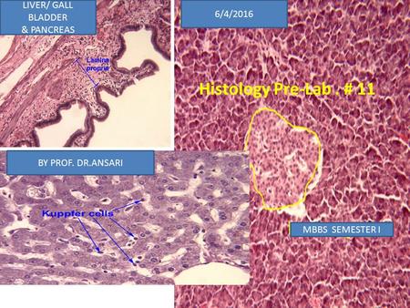 Histology Pre-Lab. # 11 6/4/2016 LIVER/ GALL BLADDER & PANCREAS BY PROF. DR.ANSARI MBBS SEMESTER I 1.