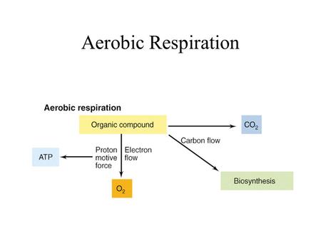 Aerobic Respiration. Anaerobic Respiration Chemolithotrophic respiration.