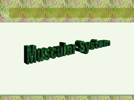 Organization of Muscle Parallel Muscles- fascicles are parallel to the long axis of the muscle Convergent Muscles- fibers are spread over a broad area,