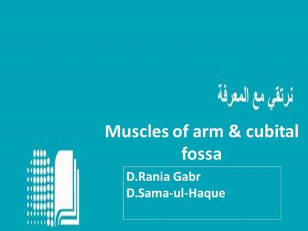 Muscles of arm & cubital fossa D.Rania Gabr D.Sama-ul-Haque.