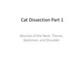 Cat Dissection Part 1 Muscles of the Neck, Thorax, Abdomen, and Shoulder.