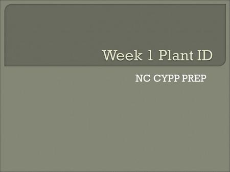 NC CYPP PREP.  Common name: Ageratum  Description: 1. Height: 6-24 in. 2. Spacing: 10-12 in. 3. Exposure: Part Sun 4. Foliage: oval to heart shaped.