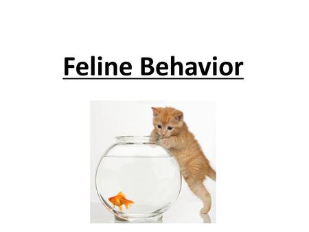 Feline Behavior. Industry American Association of Feline Practitioners Accredited by the American Veterinary Medical Association (AVMA)