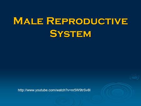 Male Reproductive System