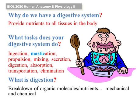 BIOL 2030 Human Anatomy & Physiology II Why do we have a digestive system? Provide nutrients to all tissues in the body What is digestion? Breakdown of.