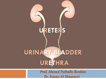 Prof. Ahmed Fathalla Ibrahim Dr. Sanaa Al Shaarawi Prof. Ahmed Fathalla Ibrahim Dr. Sanaa Al Shaarawi URETERS URINARY BLADDER URETHRA.