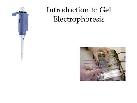 Introduction to Gel Electrophoresis. Outline How to prepare a gel How to micropipet Practice setting up electrophoresis Discussion viewing of gel –In.