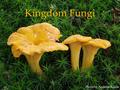 Kingdom Fungi Photo by Andreas Kunze. Fungi are their own kingdom Animals Barton et al. Evolution Fungi Plants.