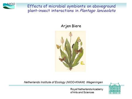 Effects of microbial symbionts on aboveground plant-insect interactions in Plantago lanceolata Royal Netherlands Academy of Arts and Sciences Arjen Biere.