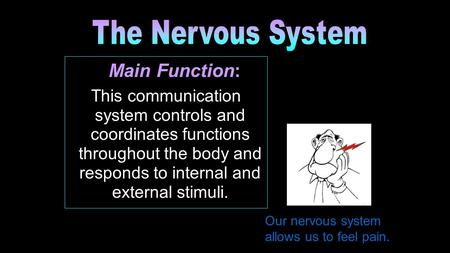 Main Function: This communication system controls and coordinates functions throughout the body and responds to internal and external stimuli. Our nervous.