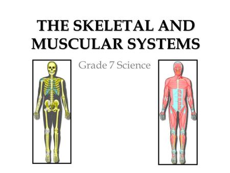 THE SKELETAL AND MUSCULAR SYSTEMS Grade 7 Science.